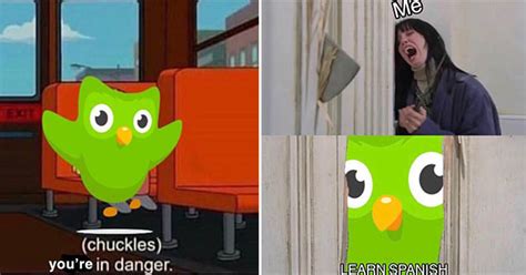 duolingo meme|why is duolingo scary.